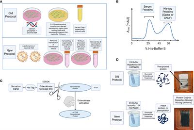 Improved Purification of Human Granzyme A/B and Granulysin Using a Mammalian Expression System